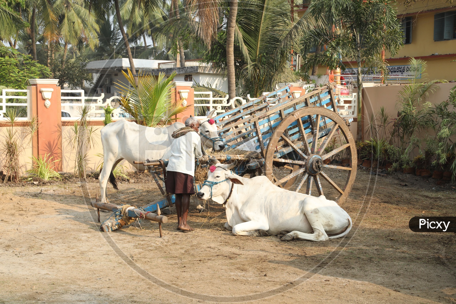 A Farmer With his Bullock Cart