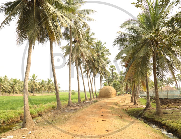 A Pathway with Coconut Trees On Both Sides