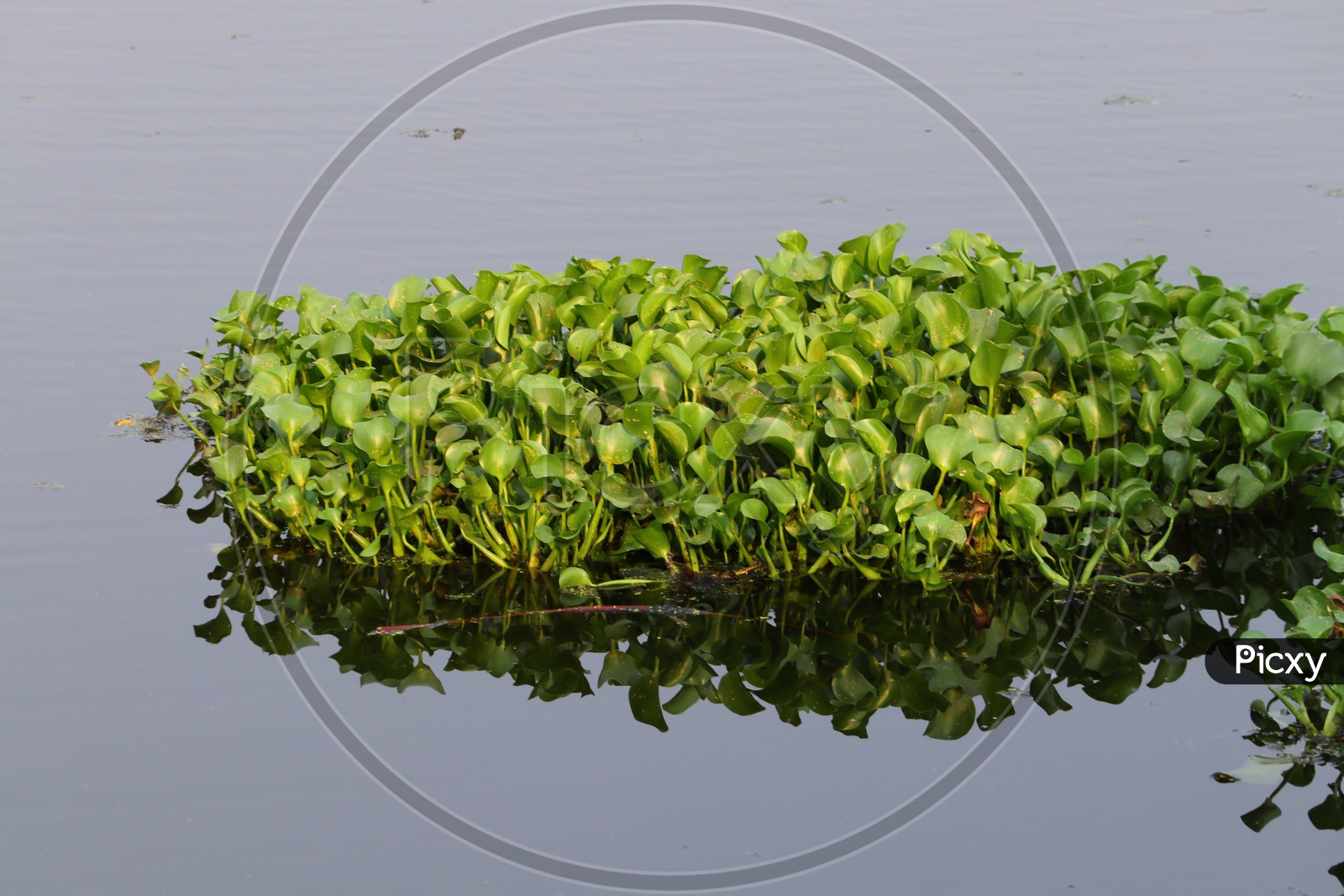 Algae Plants / Chlorella Plants  in a Pond