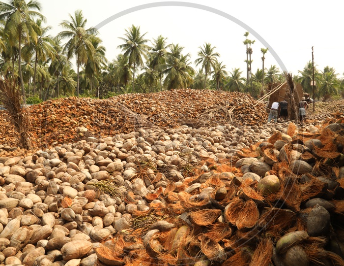 Coconut peel In a Farm