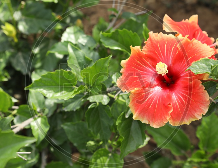Hibiscus Flower on a tree