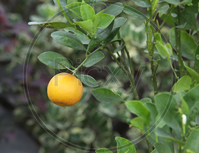 close of shot of orange fruit hanging to the tree