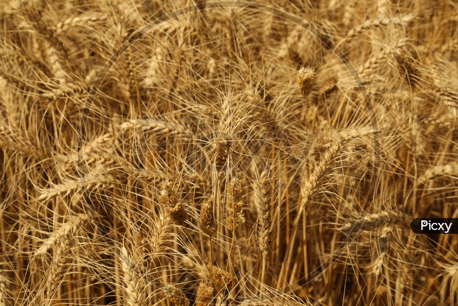 close up shot of wheat plants