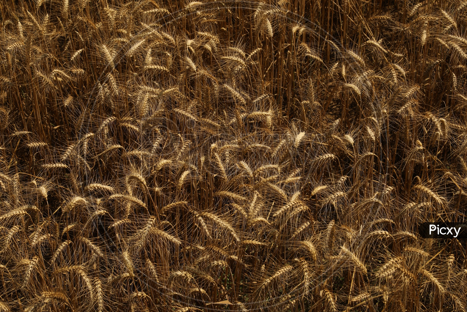photograph of wheat plants