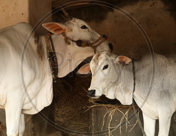 A Cow And Calf In A Shed In Rural Villages