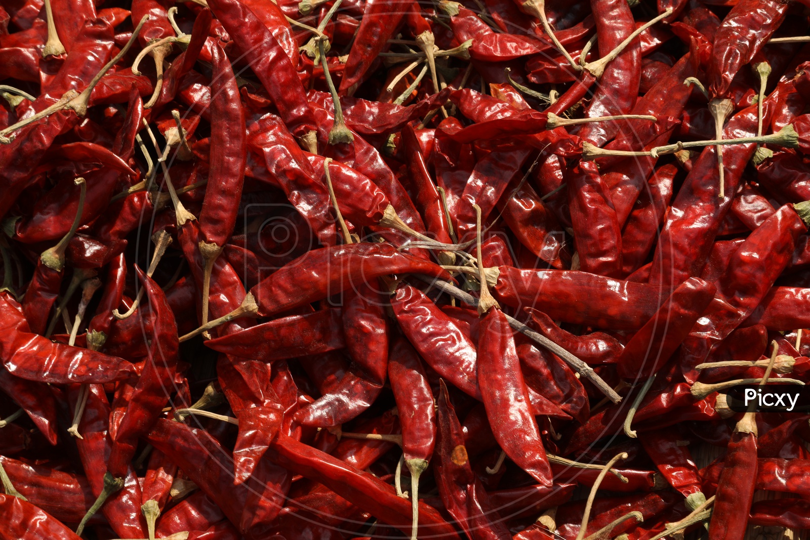 dried Red Chilli