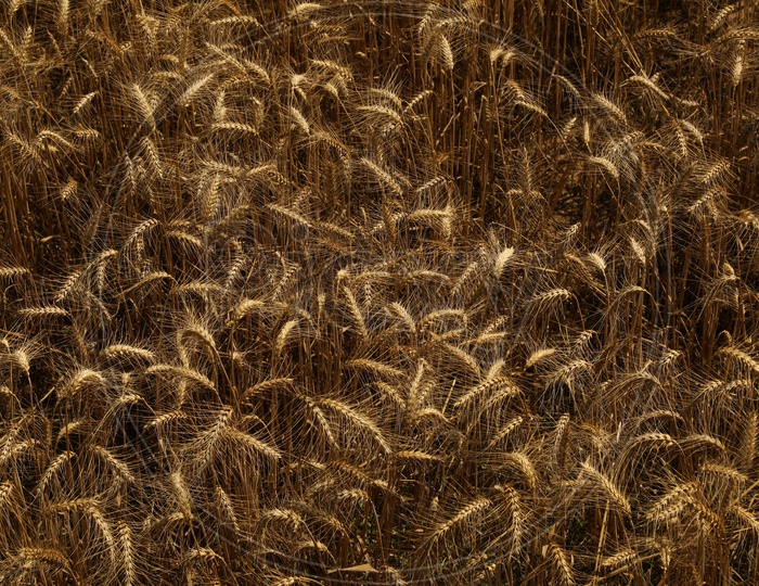 photograph of wheat plants