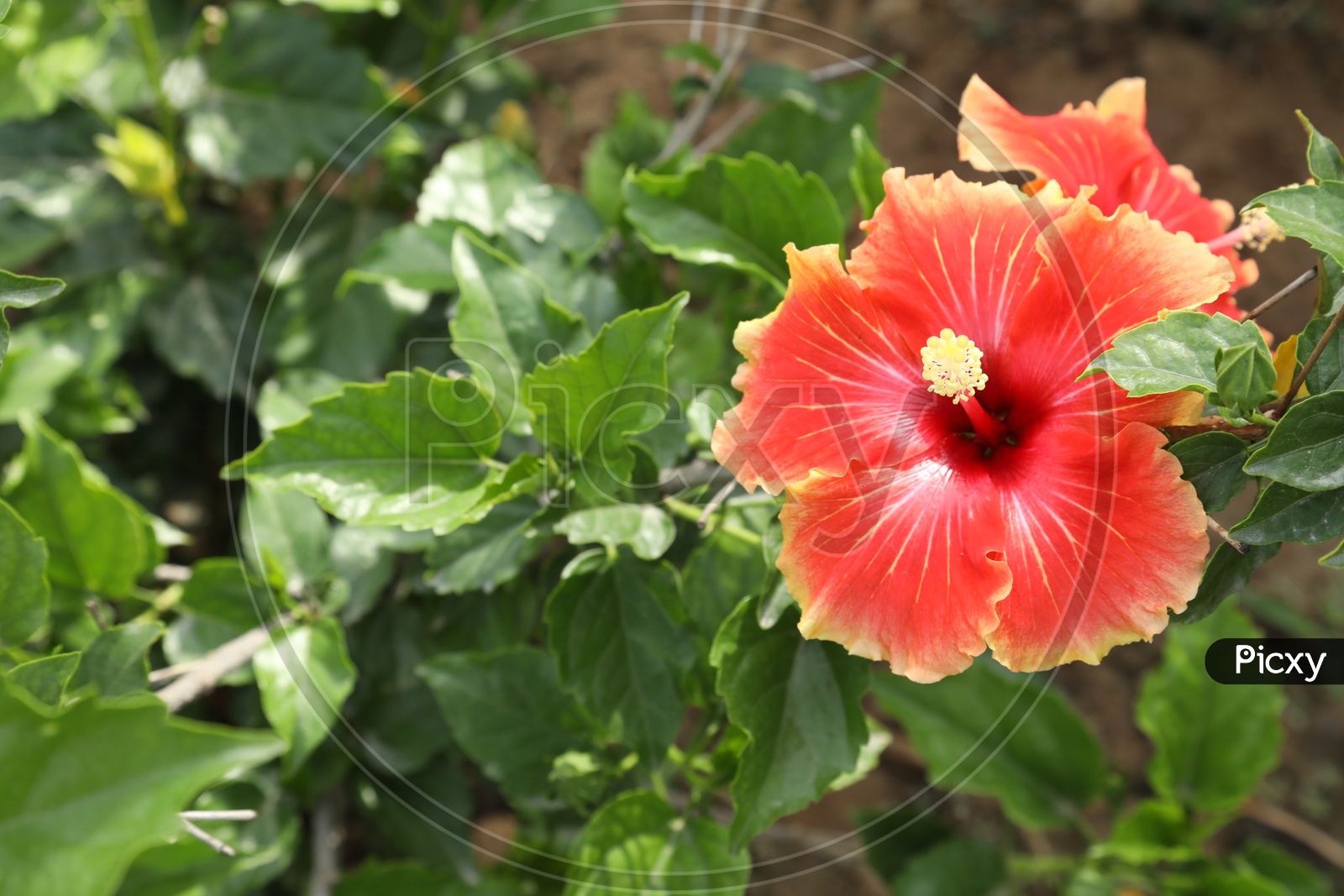 Hibiscus Flower on a tree