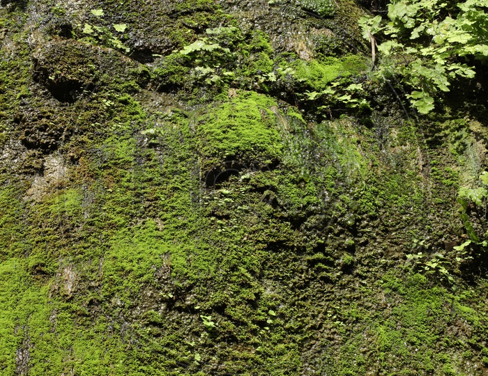 Green Decay Algae on a Wall