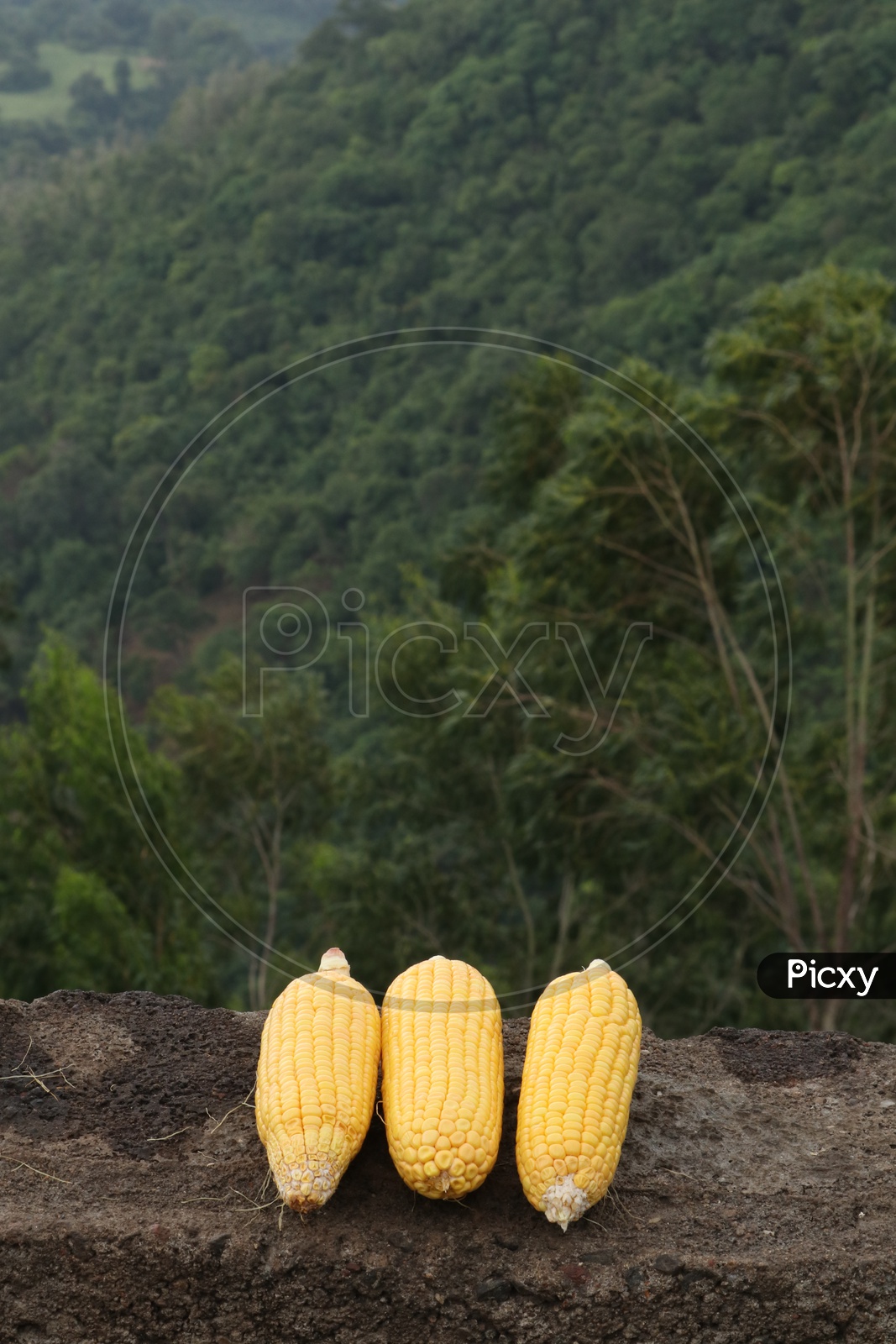 Corn Selling On Araku roads
