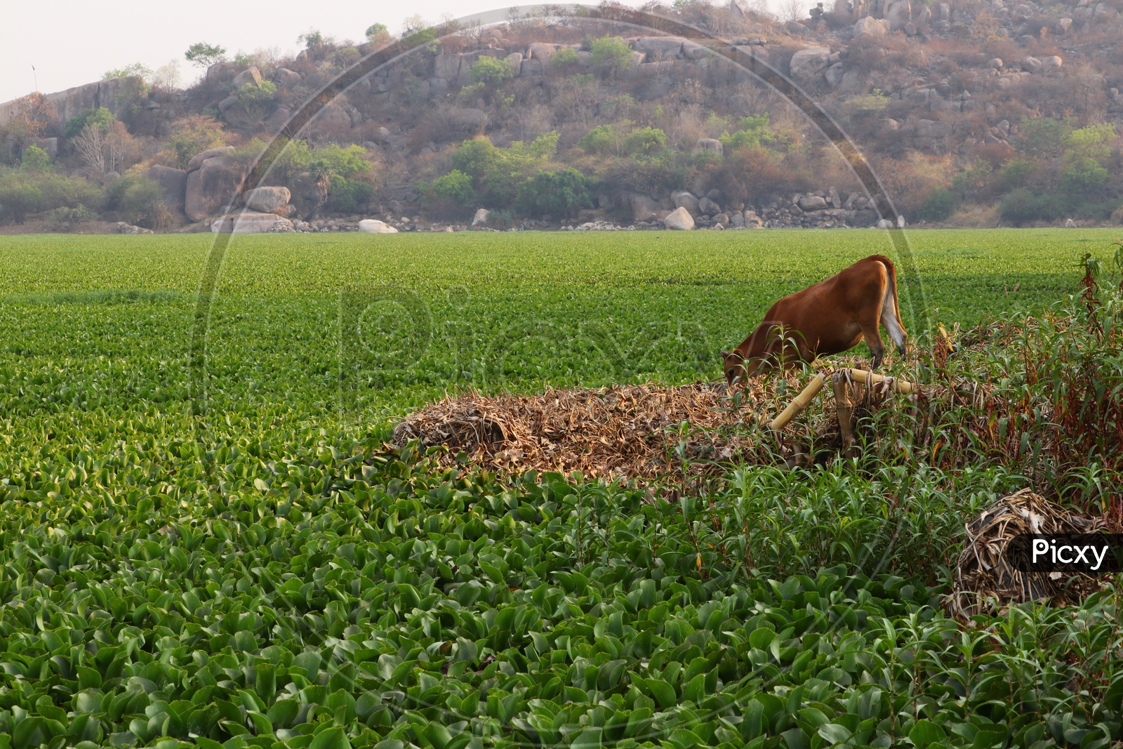 Image of A Cow Eating Algae Plants in a PondOI867482Picxy
