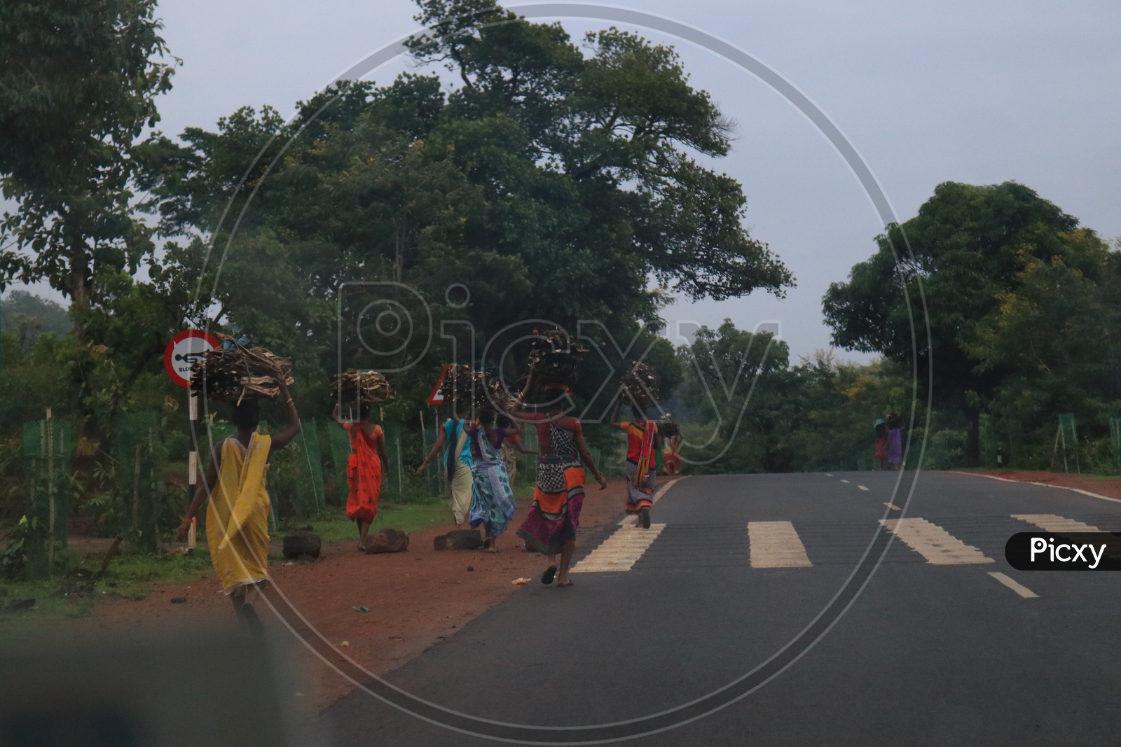 Tribal Woman Carrying Cooking Wood on their heads on Road Side