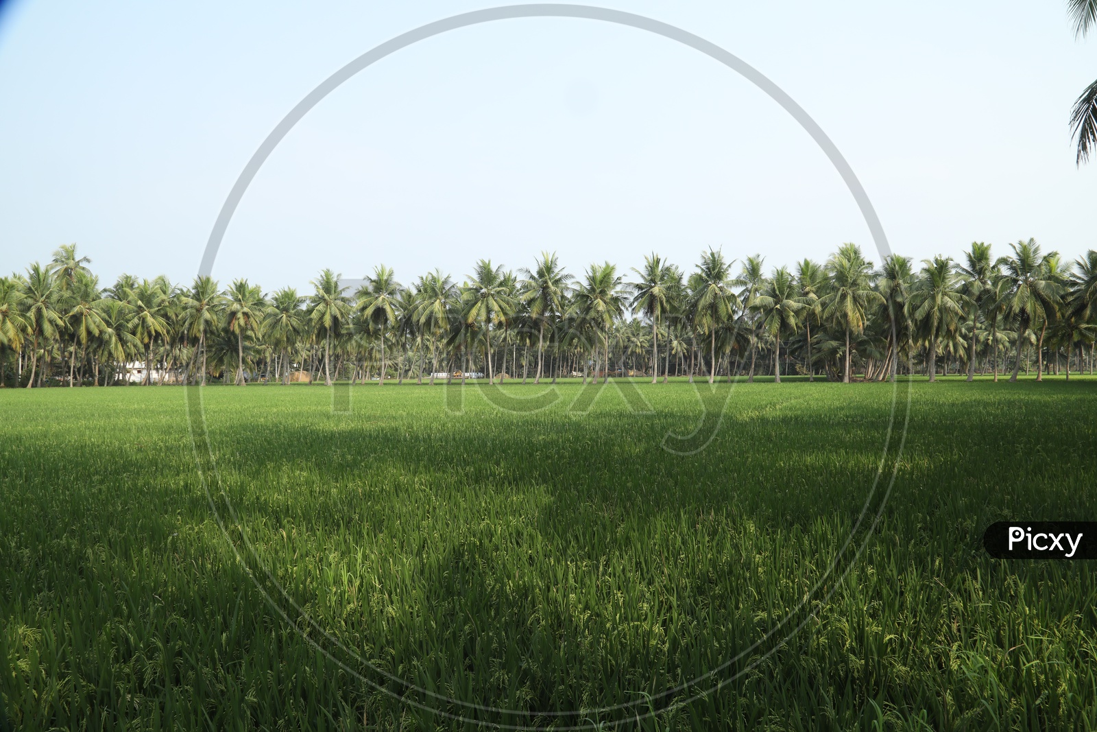Paddy agriculture field with coconut trees in the background