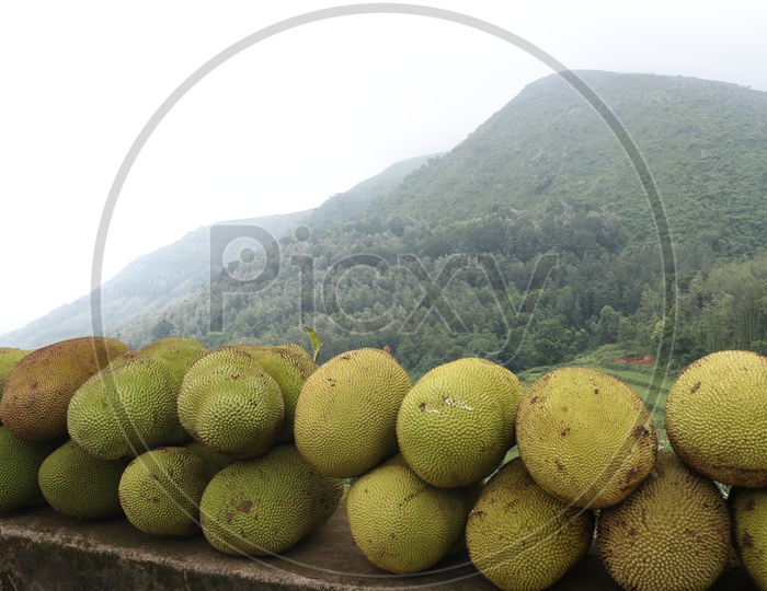 Jackfruit Selling on Araku Roads