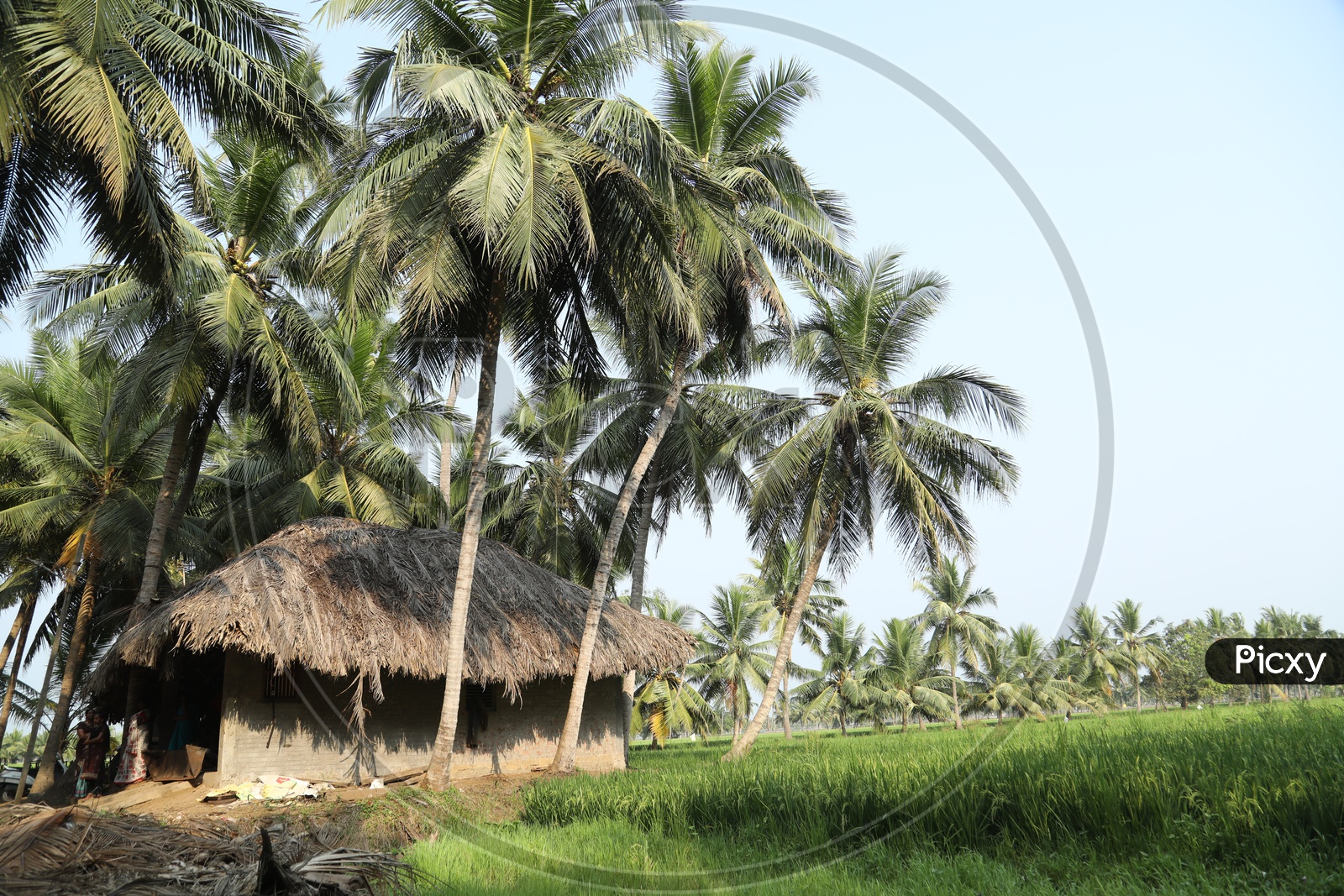 Huts in Paddy Fields in rural Villages