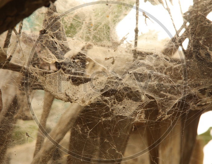 Cobweb in old houses in villages
