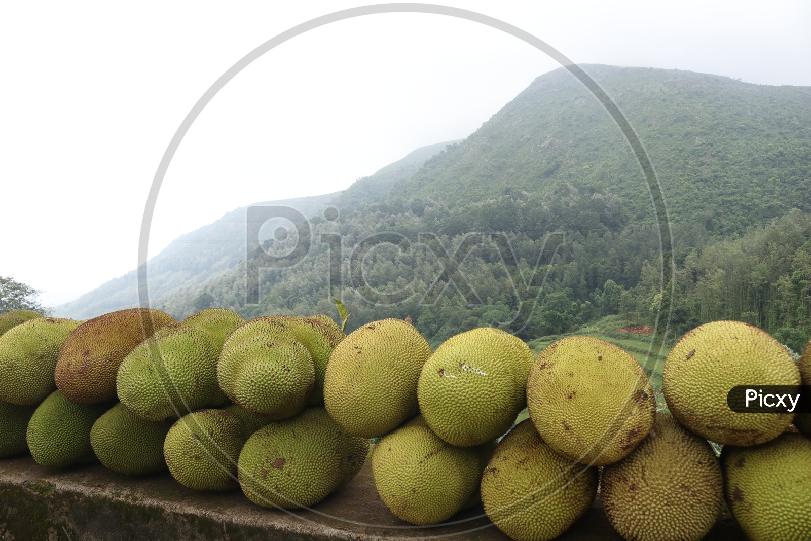 Jackfruit Selling on Araku Roads