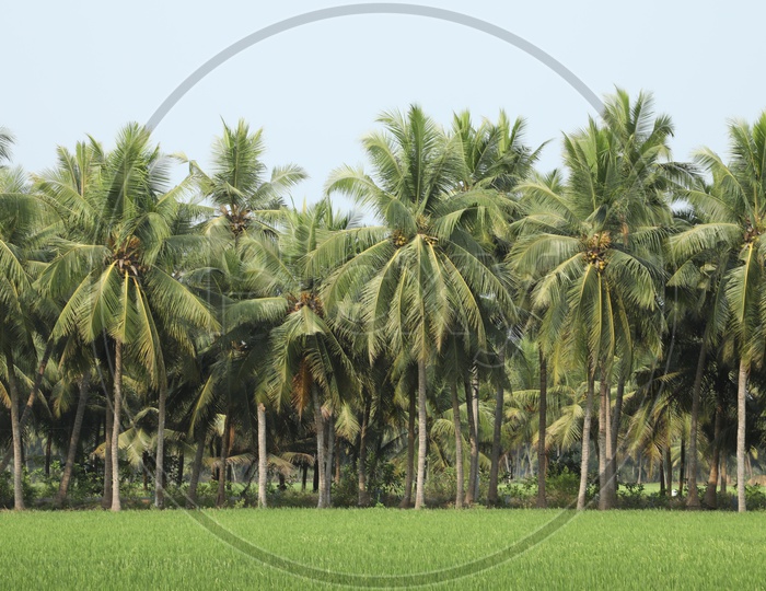 Beautiful Coconut trees with paddy fields in the foreground