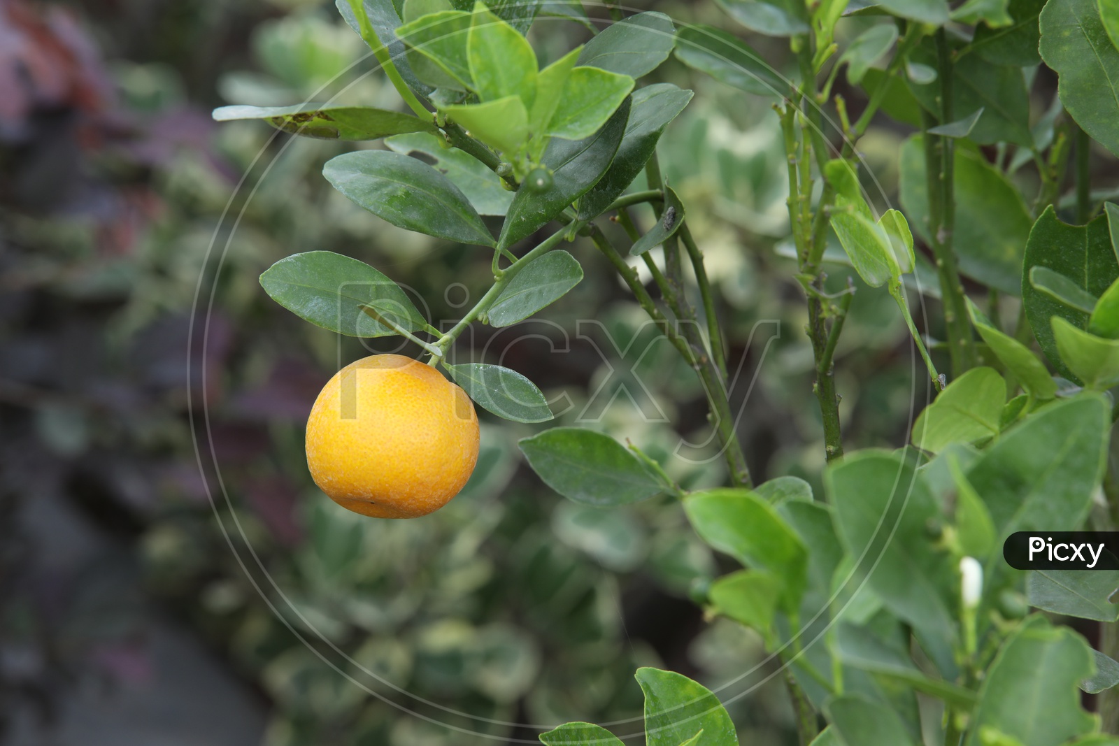close of shot of orange fruit hanging to the tree