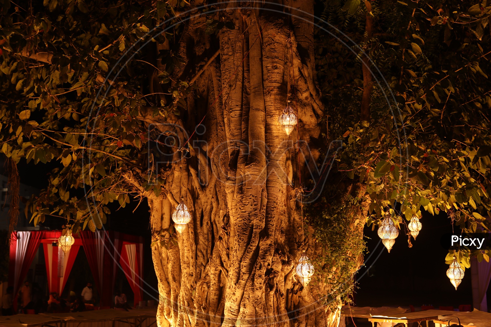 A Banyan Tree Decorated With Sodium Lights
