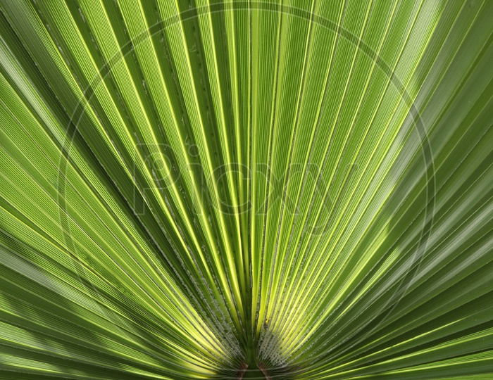 Patterns on a  Leaf Of a Palm tree