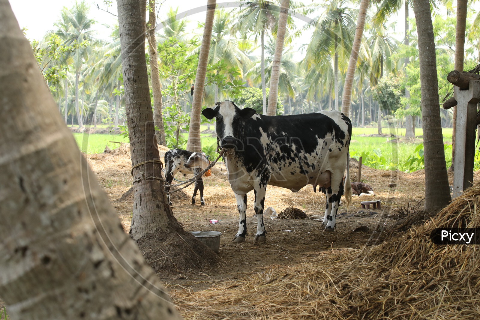 Jersey Cow in Rural Village
