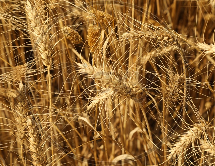 Wheat Ears In a Agricultural  Field