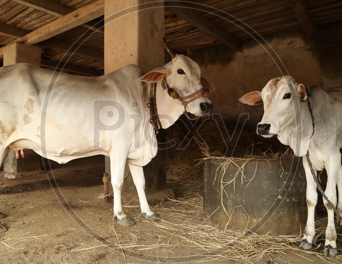 Cows In a Shed in  Rural Villages