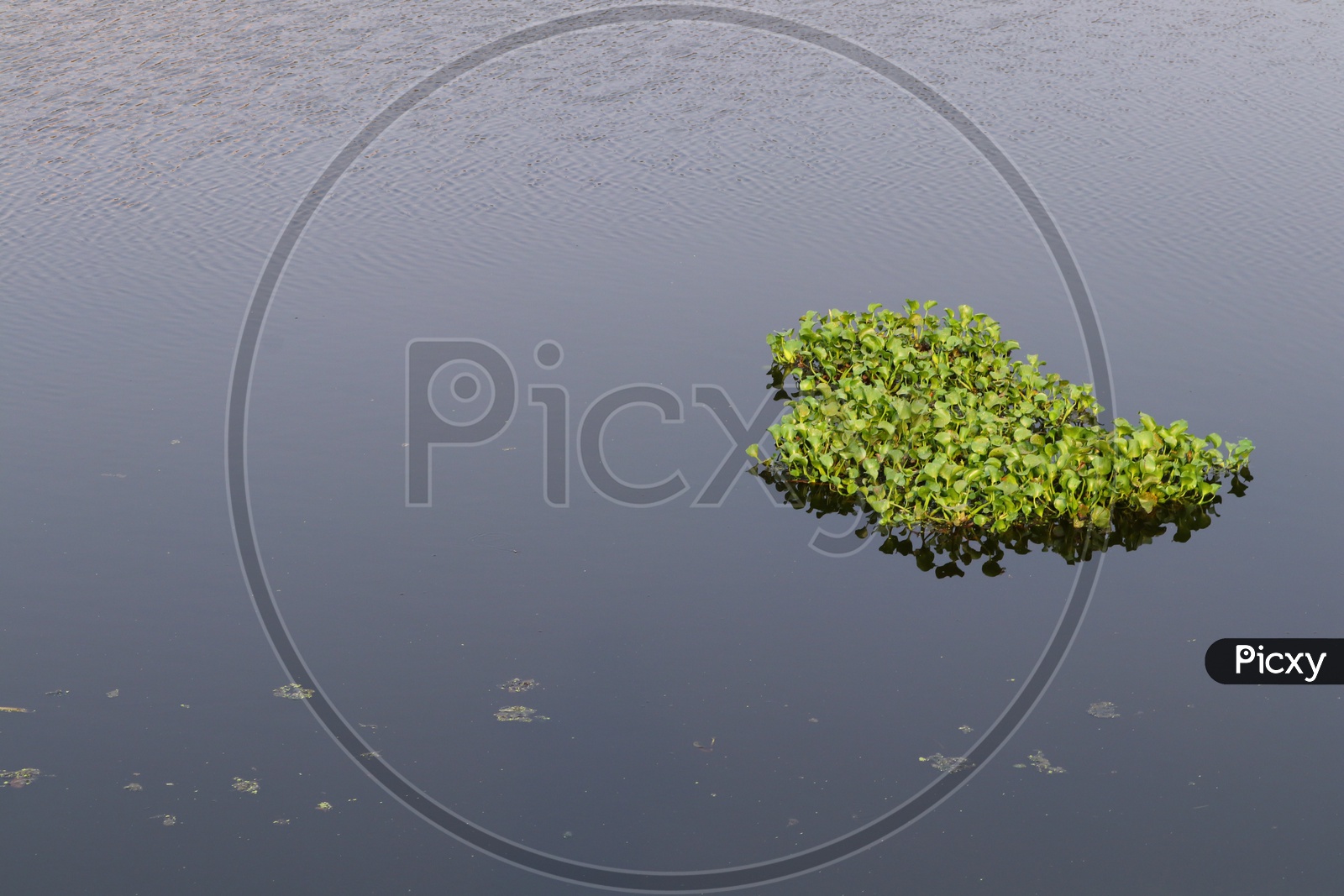Algae Plants / Chlorella Plants  in a Pond