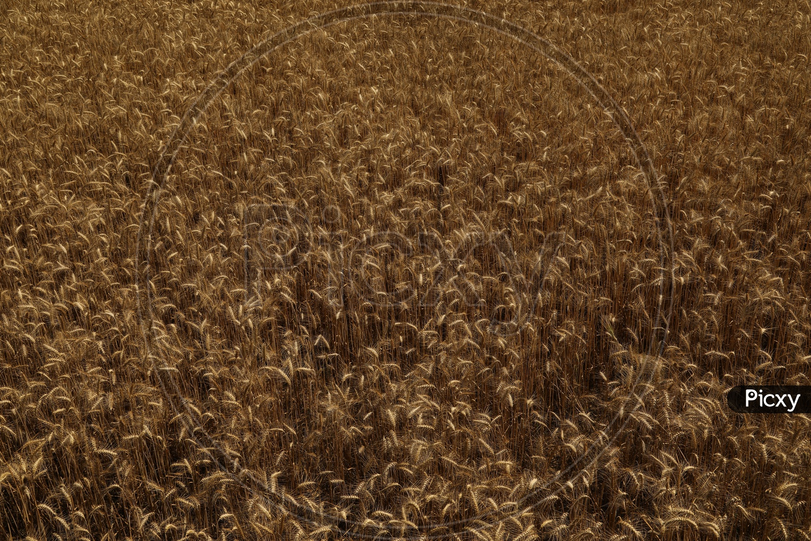 photograph of wheat agriculture field