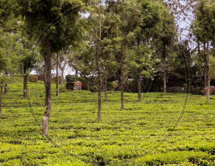 Tea Estate/Trees