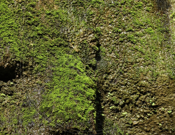 Green Decay Algae on a Wall