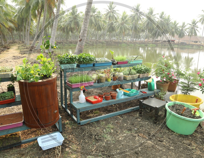 Potted Plants in a Coconut Farm