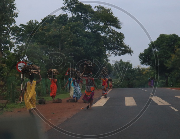 Tribal Woman Carrying Cooking Wood on their heads on Road Side