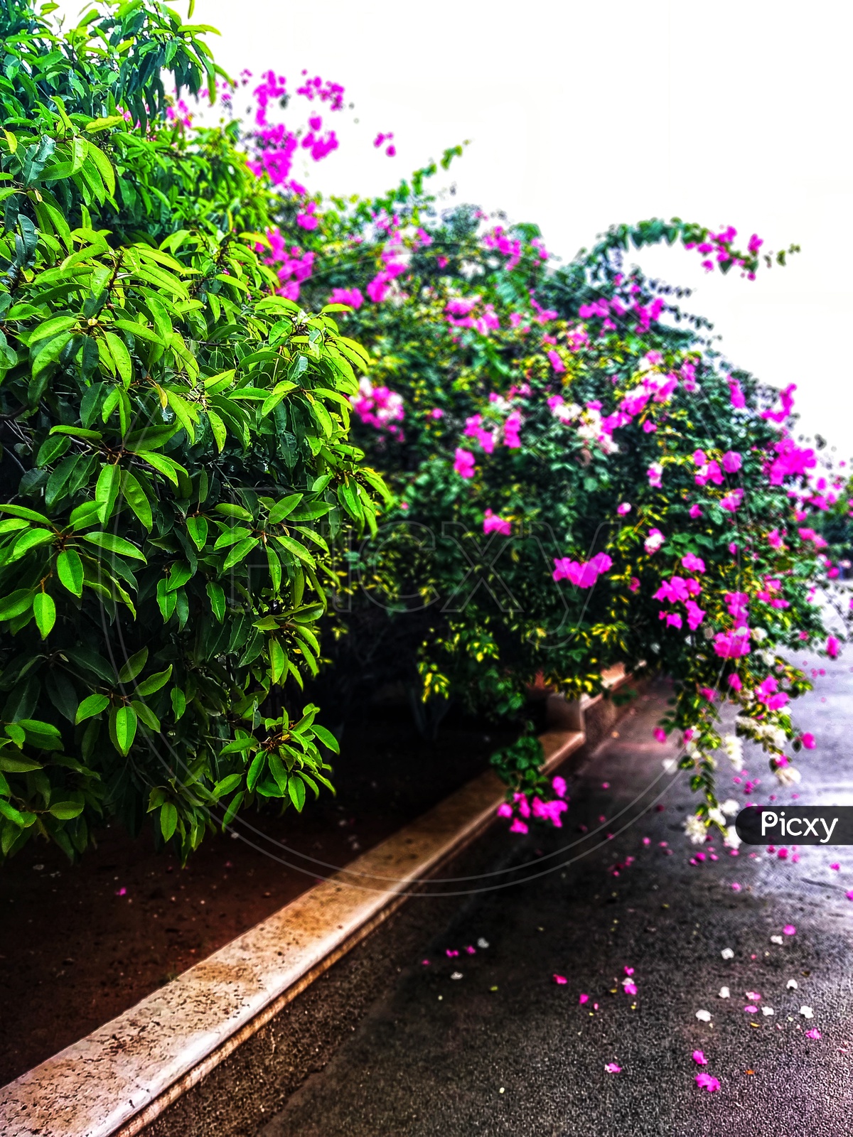 Image of Flower Plants on Road Side-QC730221-Picxy