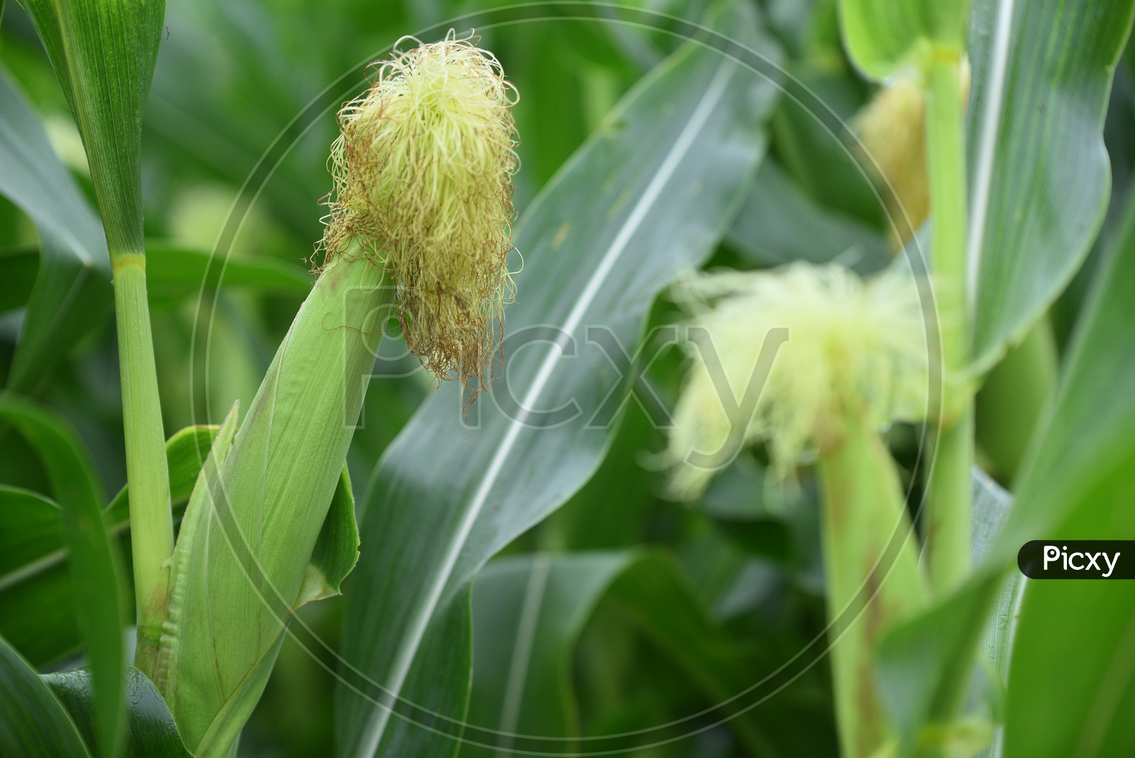 The corn or Maize in bright green in the corn field