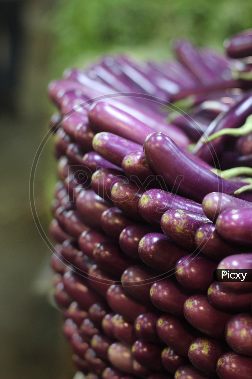 Purple Brinjal at Vegetable Market