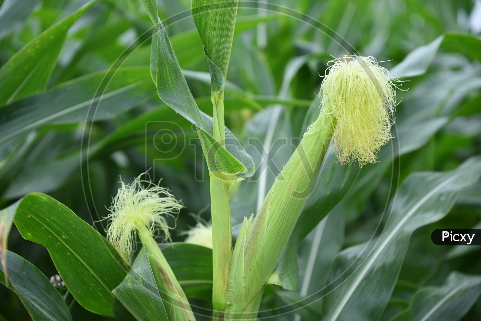 The corn or Maize in bright green in the corn field