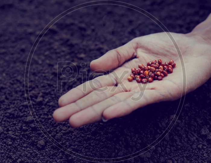 Pigeon Pea  Seeds in a Farmers Hand For Seeding in Soil