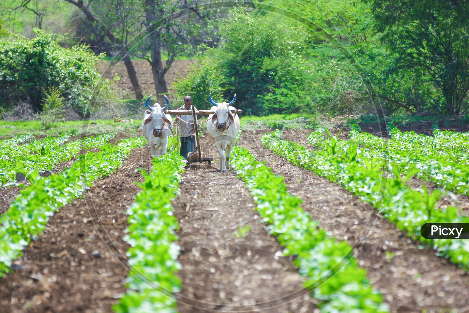 An Indian Farmer Ploughing Cotton Field With Bullocks