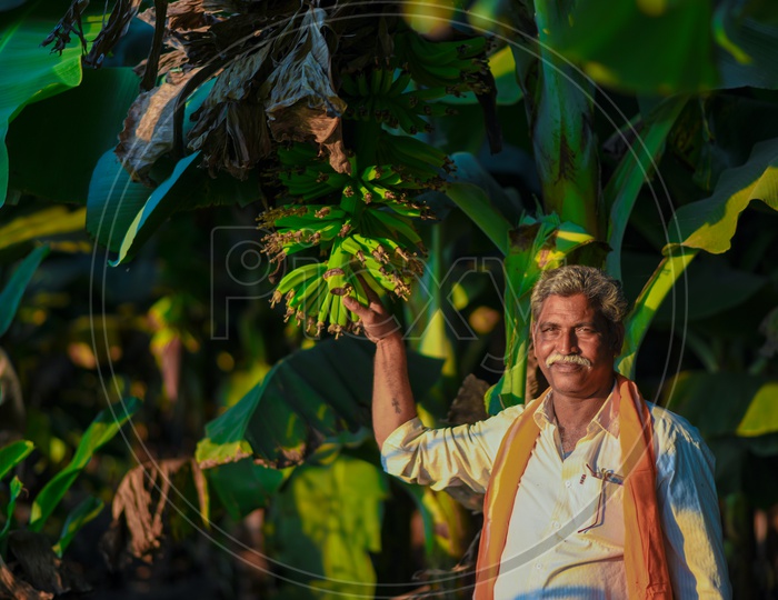 Indian Farmer With Banana Crop Yield