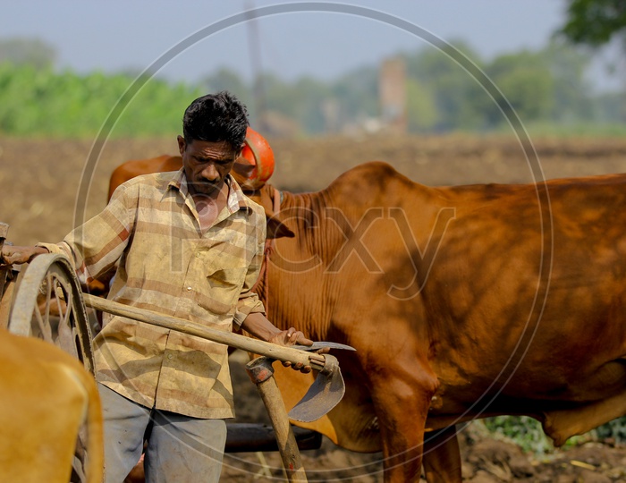 Farmer With Agricultural Tools In farming Field