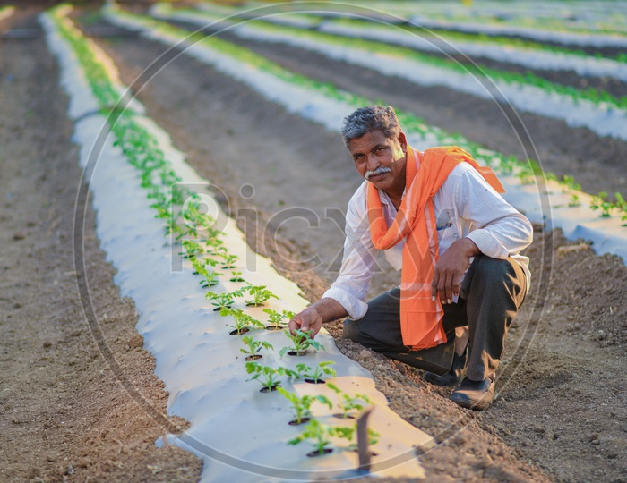 Indian Farmer In Cotton Crop Field