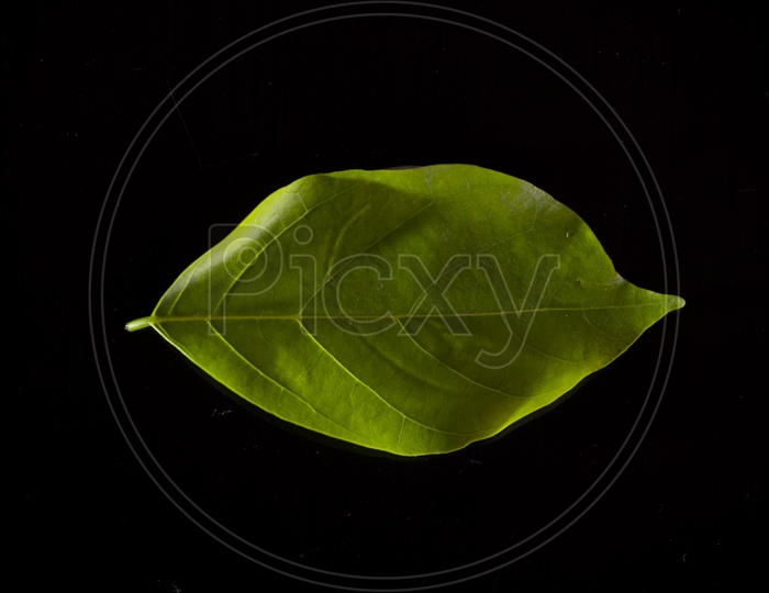 green leaf isolated with black background