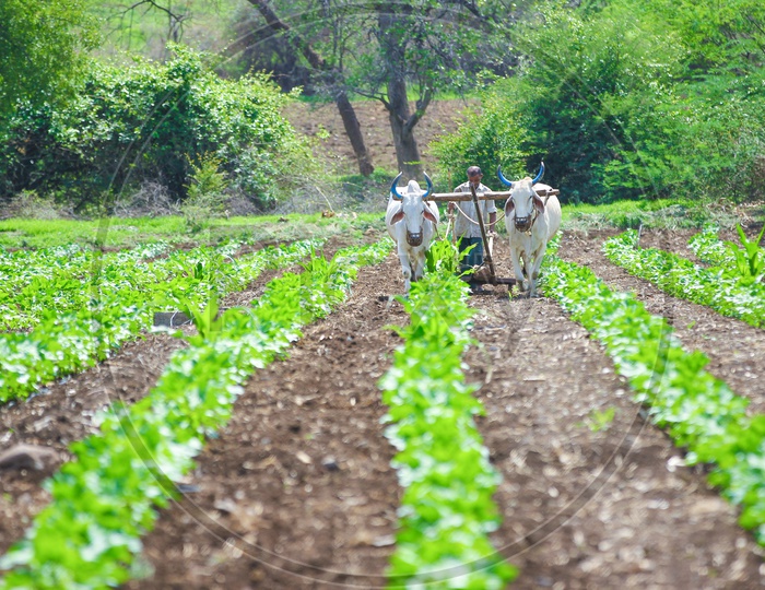 An Indian Farmer Ploughing Cotton Field With Bullocks