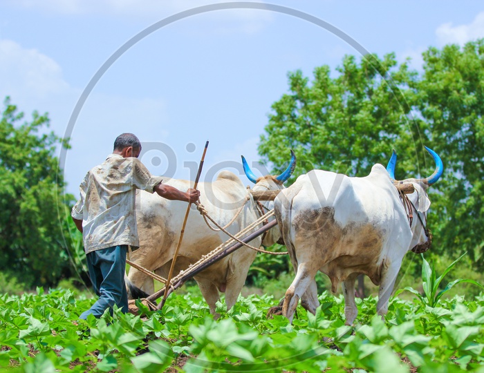 An Indian Farmer Ploughing  Agricultural  Field With Bullocks