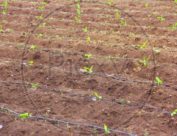 Banana Plant Saplings In The Field