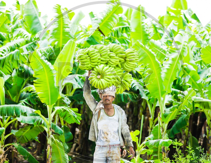 Farmer Carrying Bananas