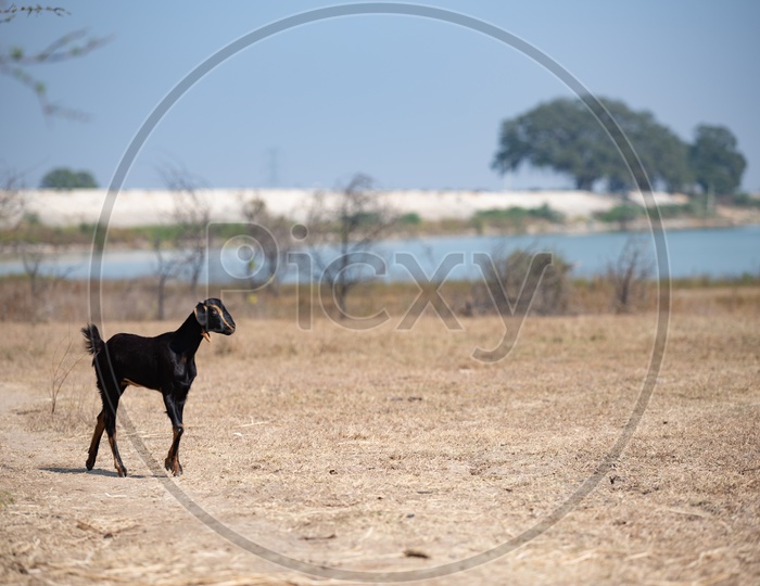 Goat in Villages Of Telangana