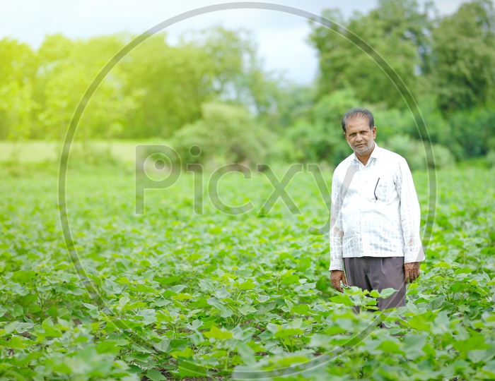 Indian Farmer in Green Cotton Crop  Farming Field
